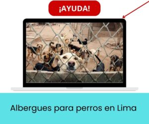 Lee más sobre el artículo Albergues para perros en Lima