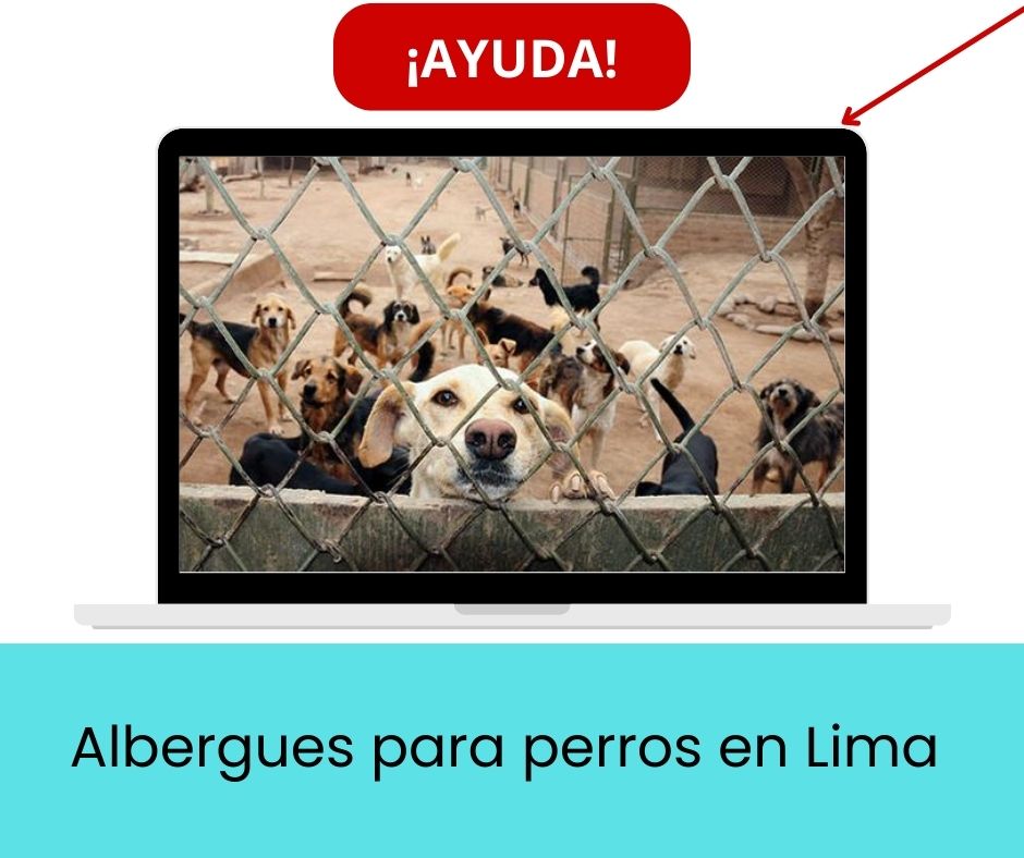 Albergues para perros en Lima